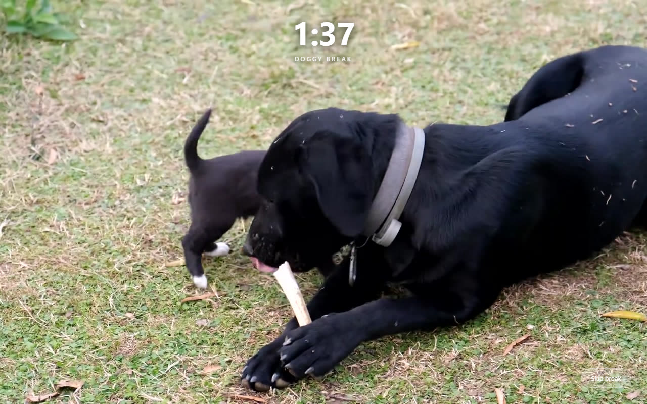 Doggy Break overlay — couch break